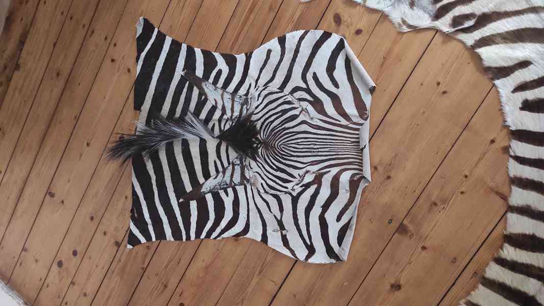 kobereček zebra - foto 1