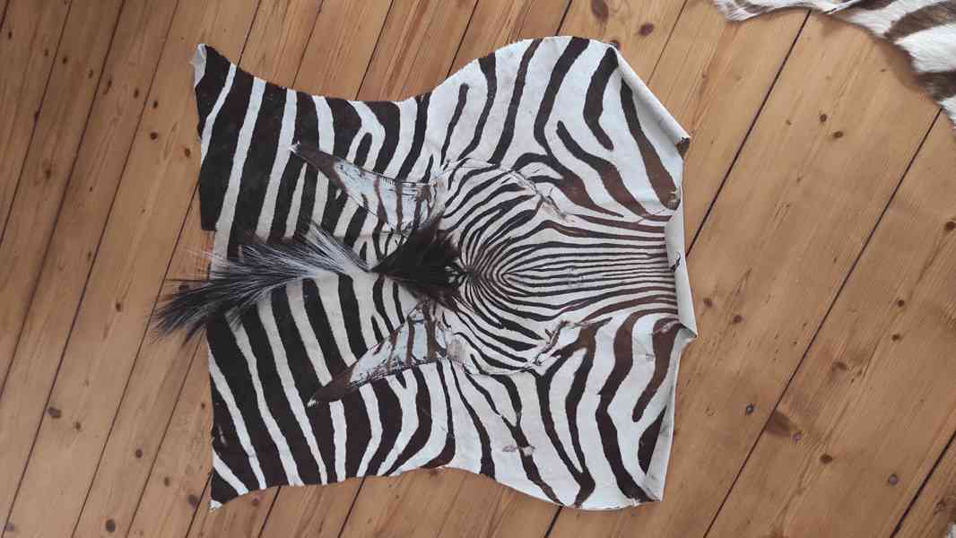 kobereček zebra - foto 3