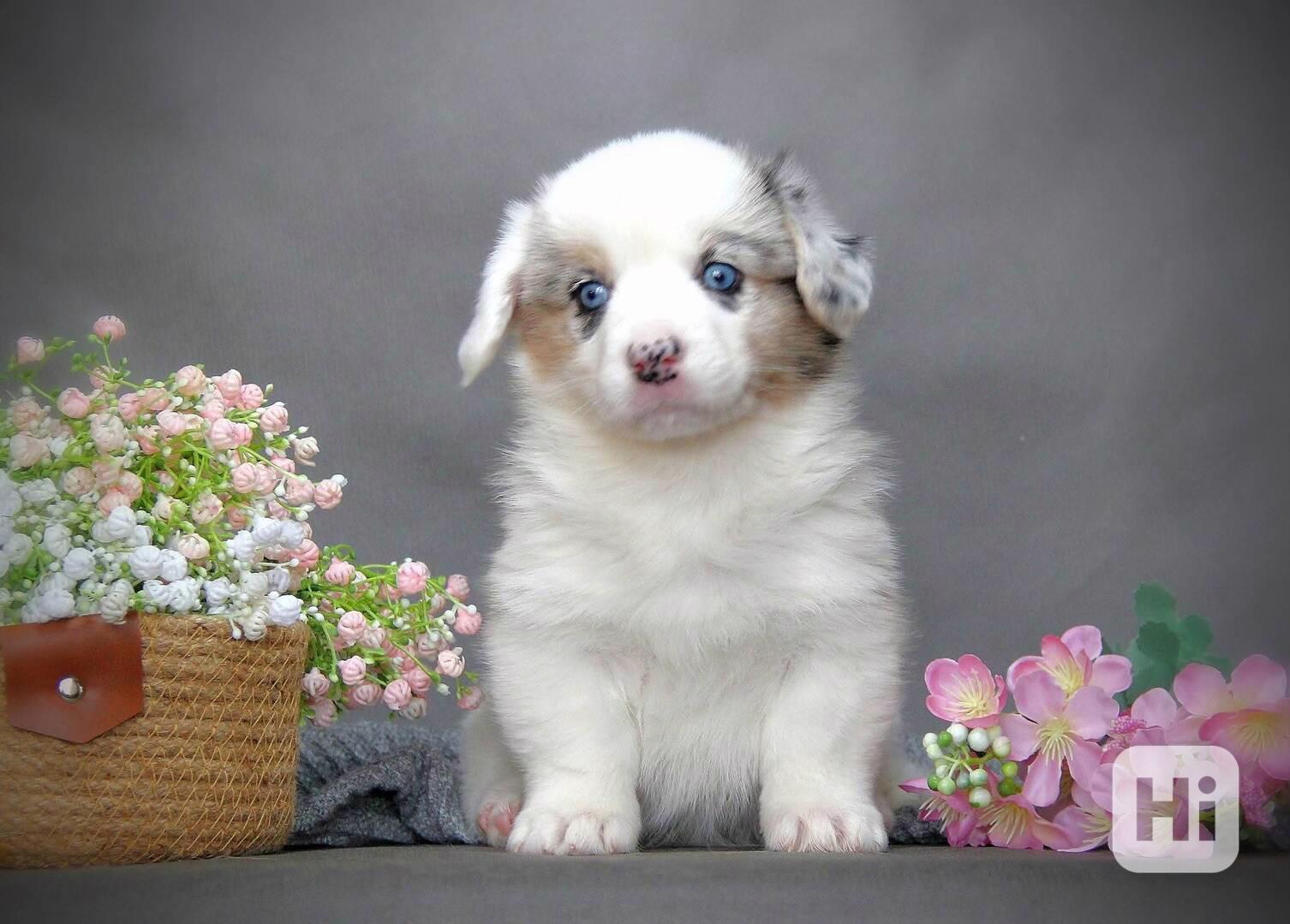 Nádherná štěňata australského ovčáka k dispozici - foto 1