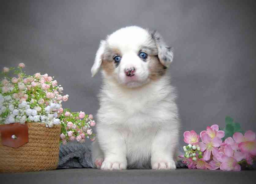 Nádherná štěňata australského ovčáka k dispozici - foto 1