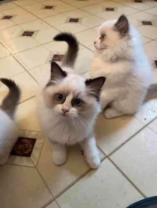Registrované kotě Ragdoll k dispozici - foto 1
