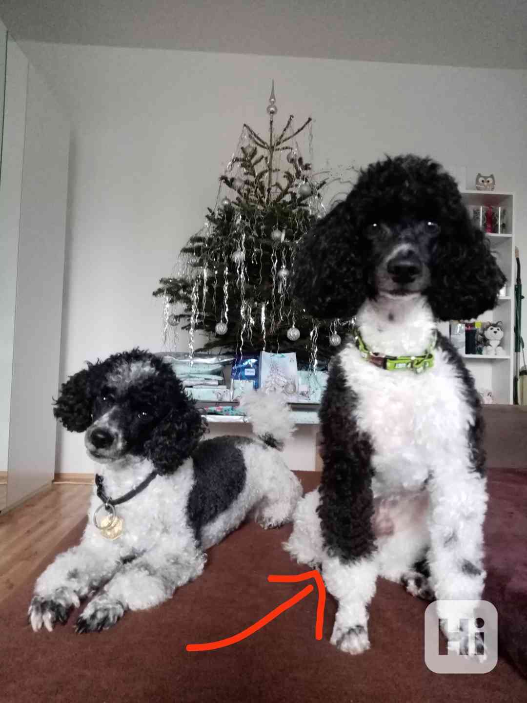 Pudl trpasličí harlekýn - krytí  - foto 1