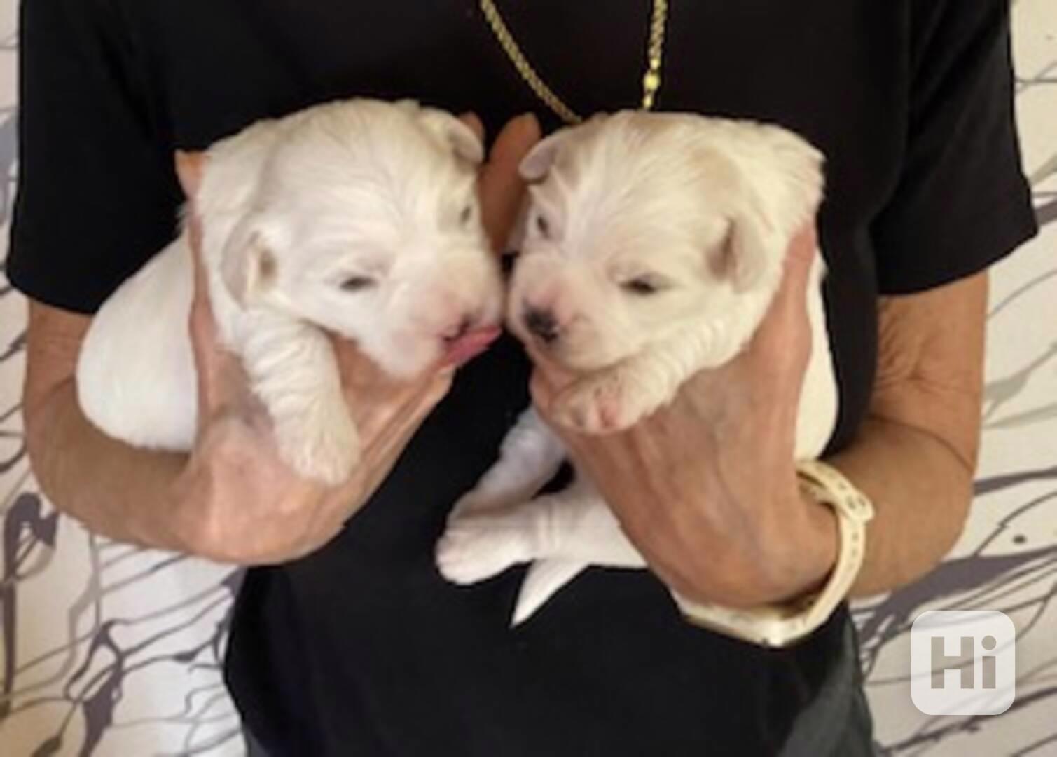 Štěňátka rasy Coton de Tuleár s P.P. - foto 1