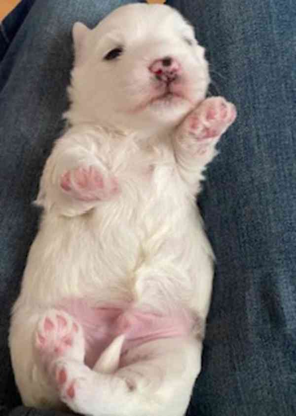 Štěňátka rasy Coton de Tuleár s P.P. - foto 3