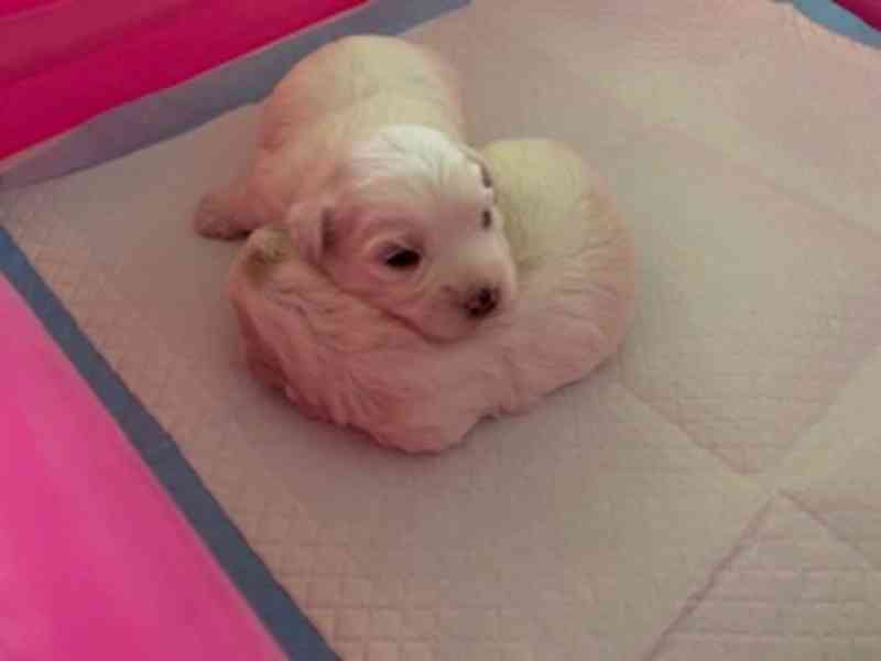 Štěňátka rasy Coton de Tuleár s P.P. - foto 4