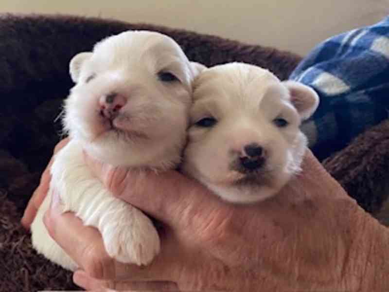 Štěňátka rasy Coton de Tuleár s P.P. - foto 2