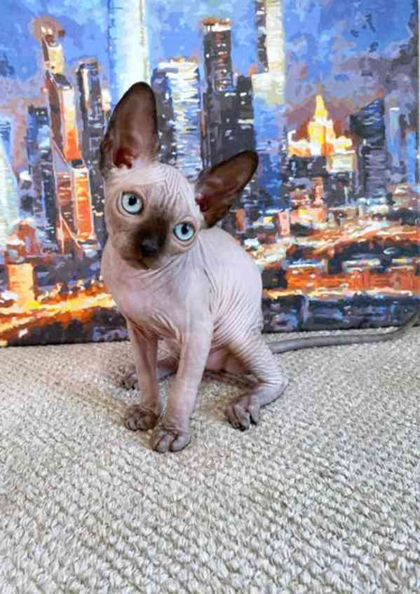 Munchkin sphynx koťata k bezplatné adopci  - foto 1