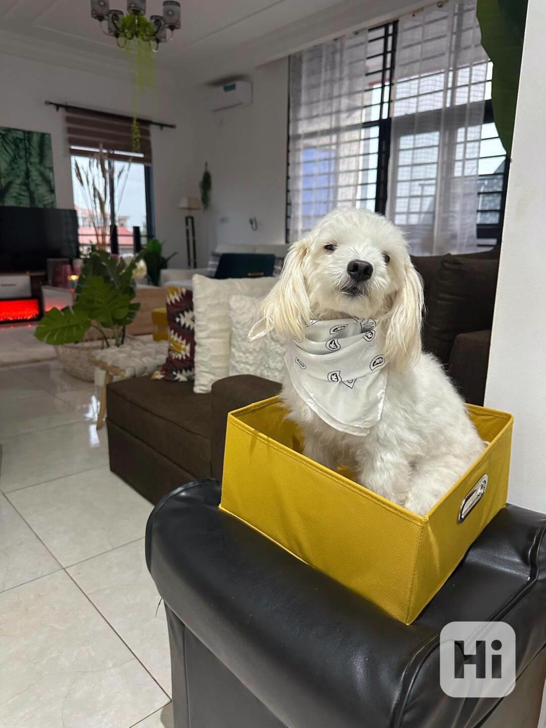 Gute Neuigkeiten! Neue Havaneser-Welpen sind da! - foto 1