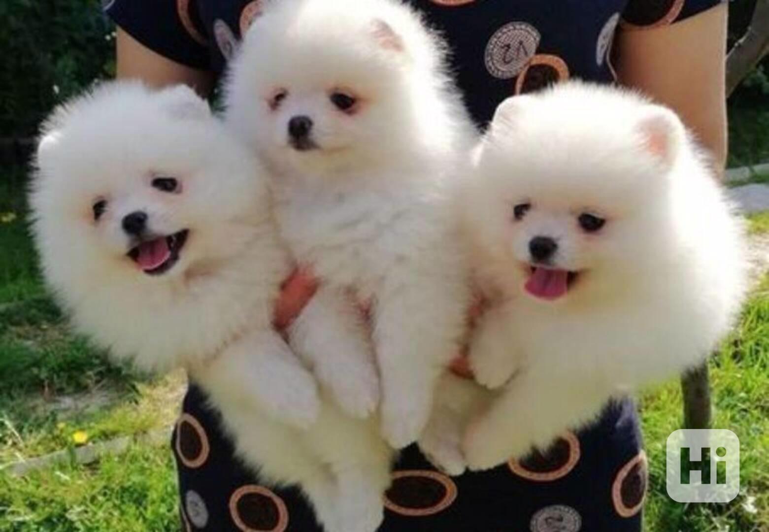 štěňata pomeranianů na dárek - foto 1
