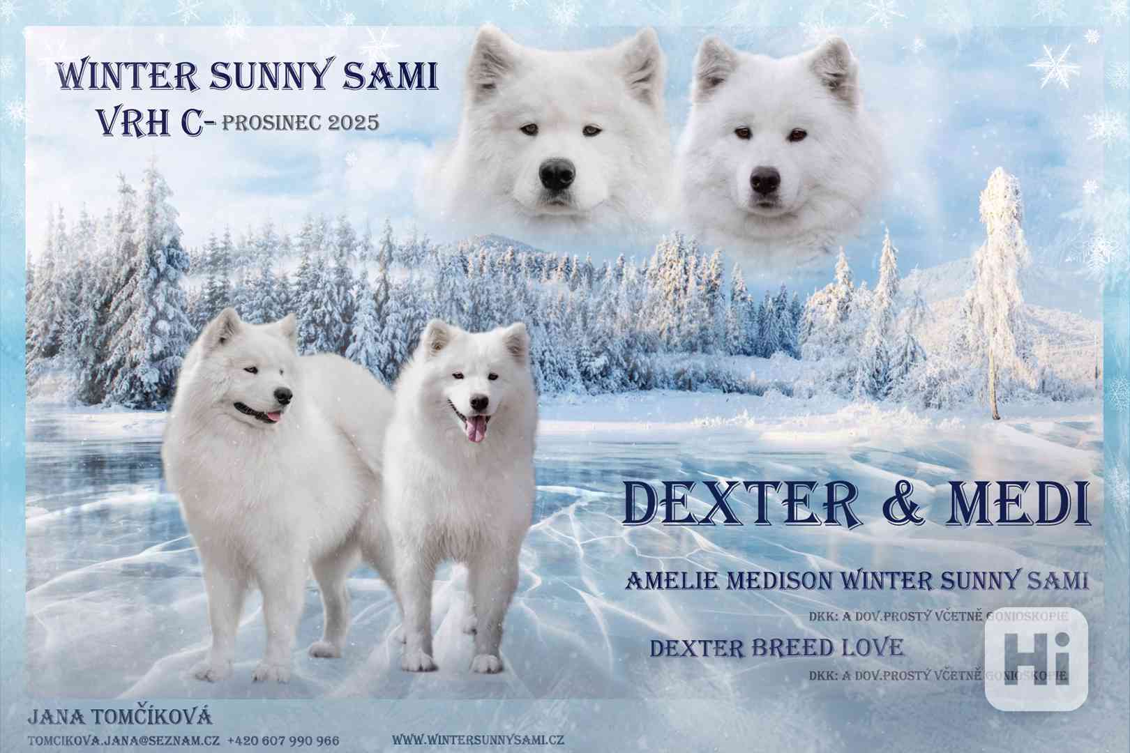 Štěňata plemene Samojed s PP narozená 1.1.2026 - foto 1