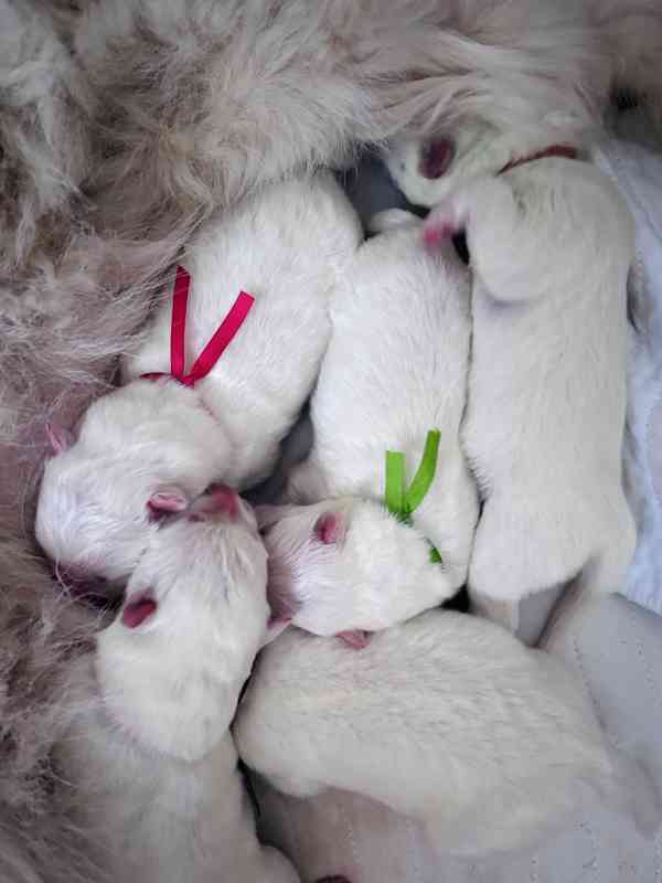 Štěňata plemene Samojed s PP narozená 1.1.2026 - foto 5