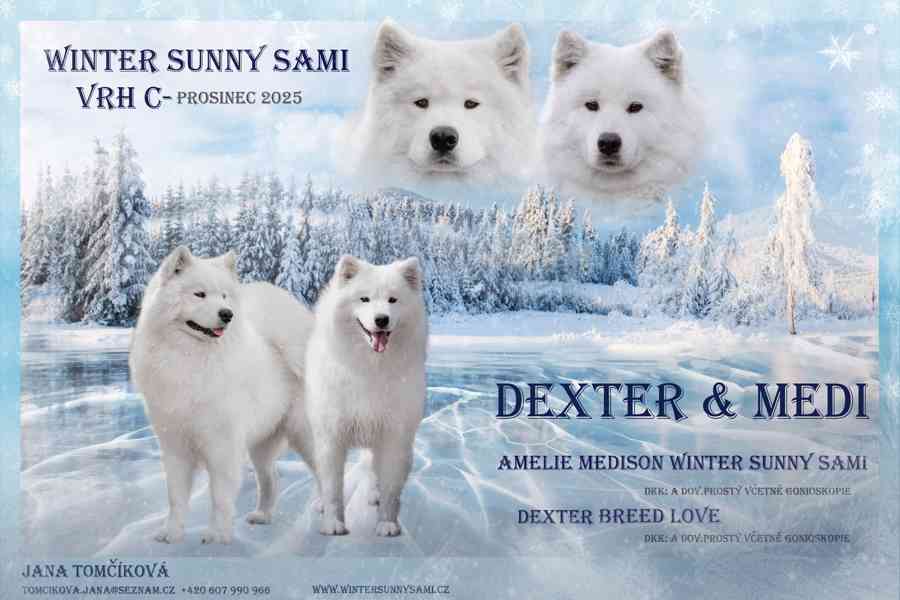 Štěňata plemene Samojed s PP narozená 1.1.2026 - foto 1