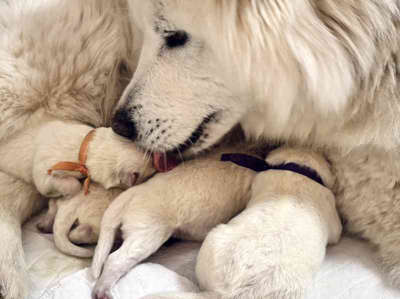 Štěňata plemene Samojed s PP narozená 1.1.2026 - foto 4