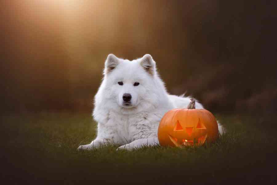 Štěňata plemene Samojed s PP narozená 1.1.2026 - foto 2