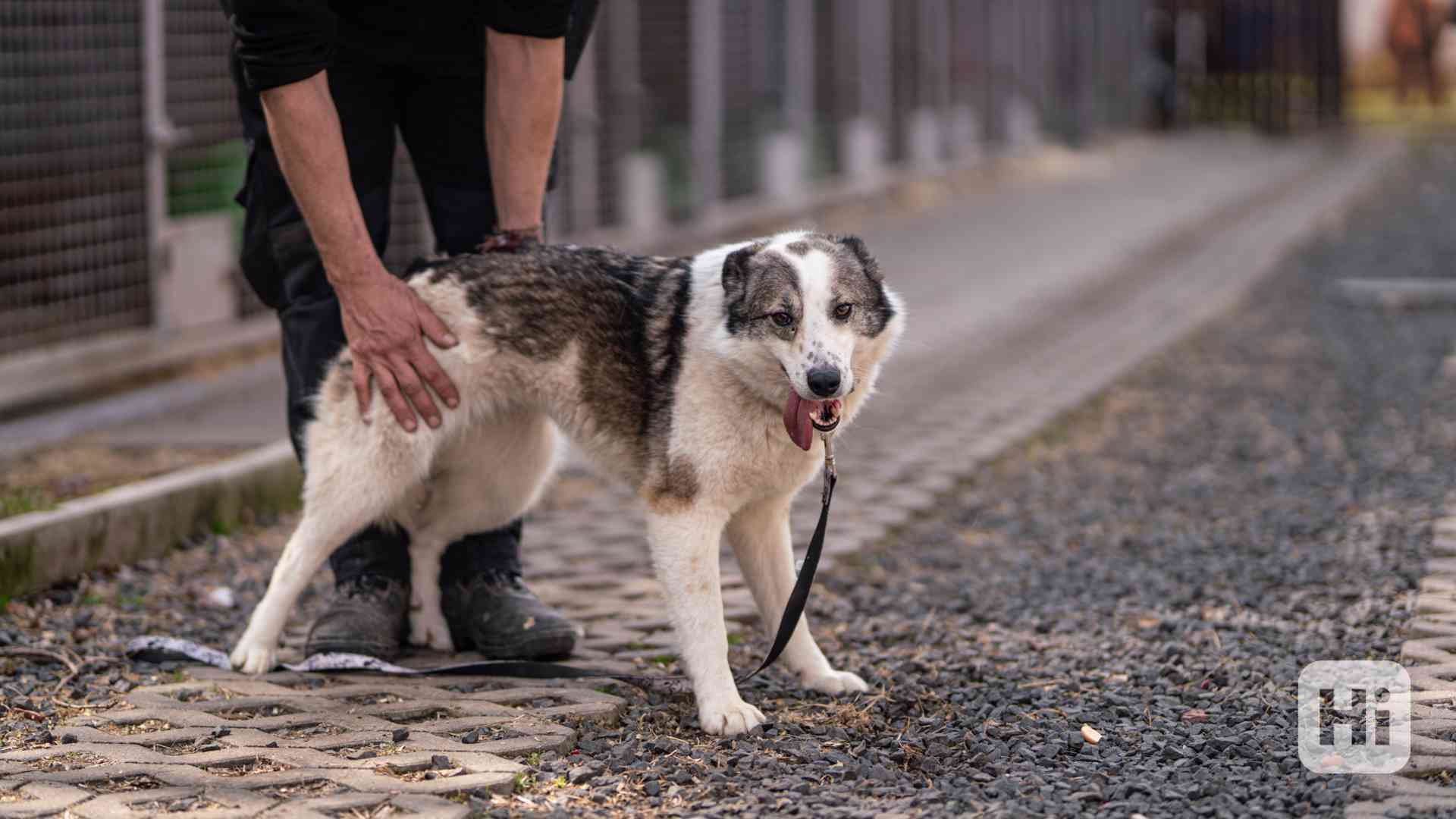 Eva - kříženec, mladá aktivní fenka, 3 roky - foto 1