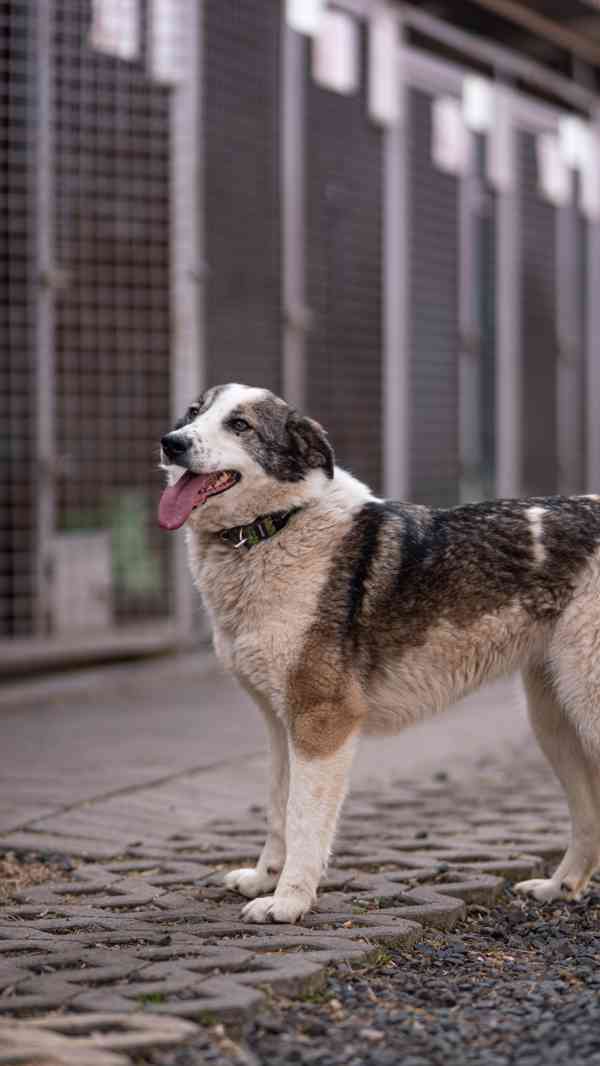 Eva - kříženec, mladá aktivní fenka, 3 roky - foto 2