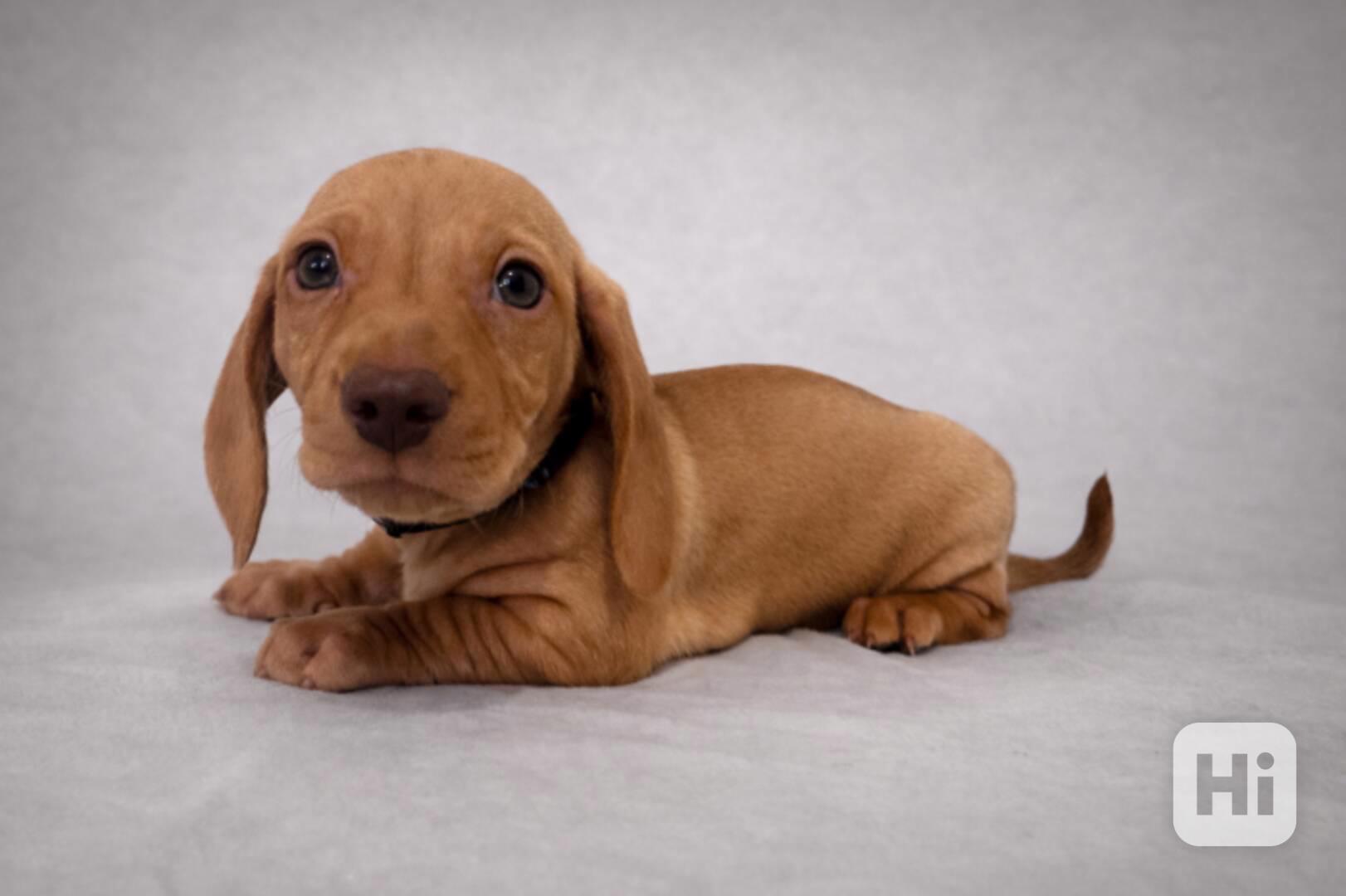 Jezevčík hladkosrstý trpasličí bez PP - foto 1