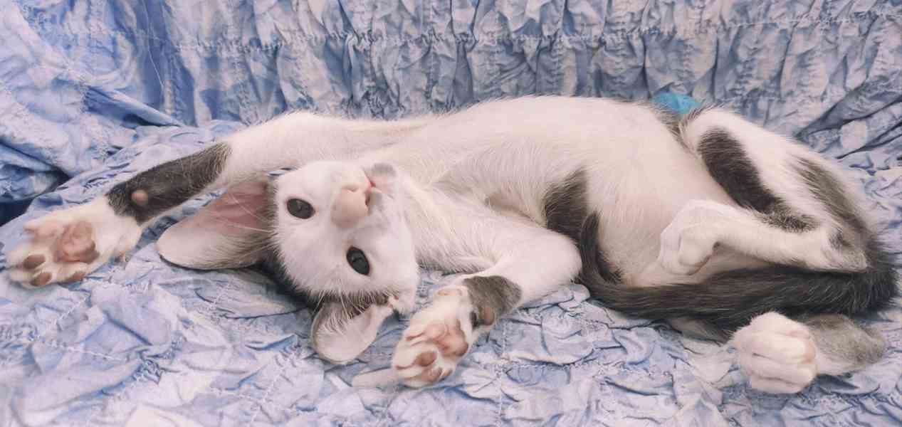 siamská a orientální koťátka - foto 1