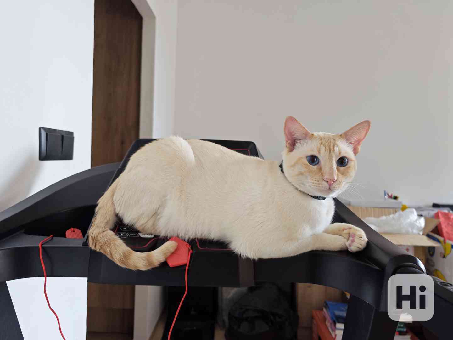 Nabízíme krytí Siamským kocourkem FLAME POINT - foto 1