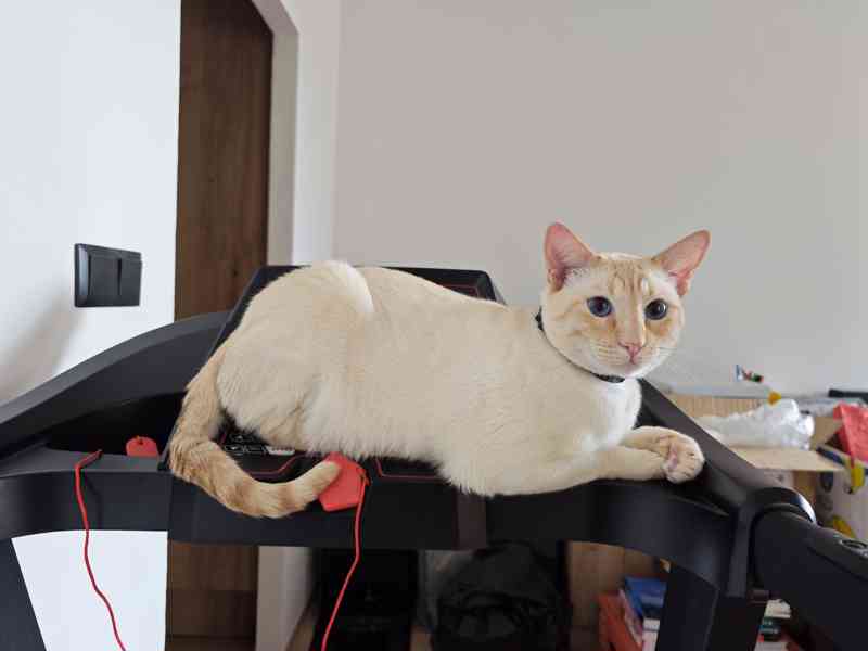 Nabízíme krytí Siamským kocourkem FLAME POINT - foto 1