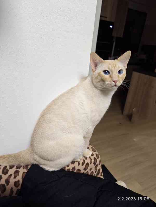 Nabízíme krytí Siamským kocourkem FLAME POINT - foto 2