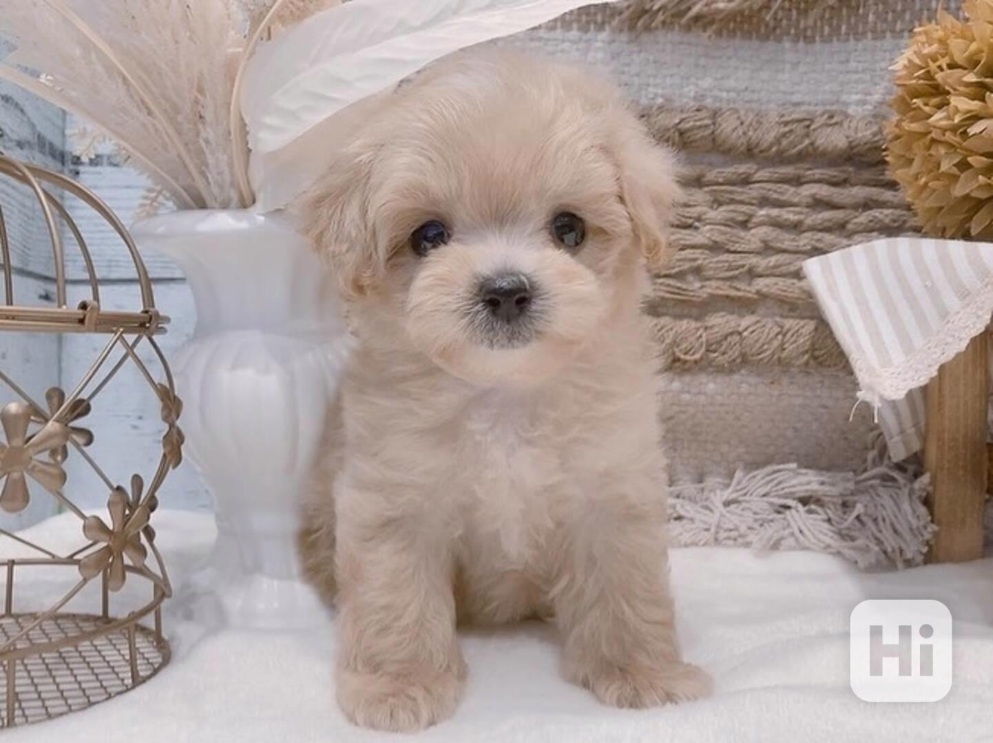 Štěně pudla fena k adopci - foto 1