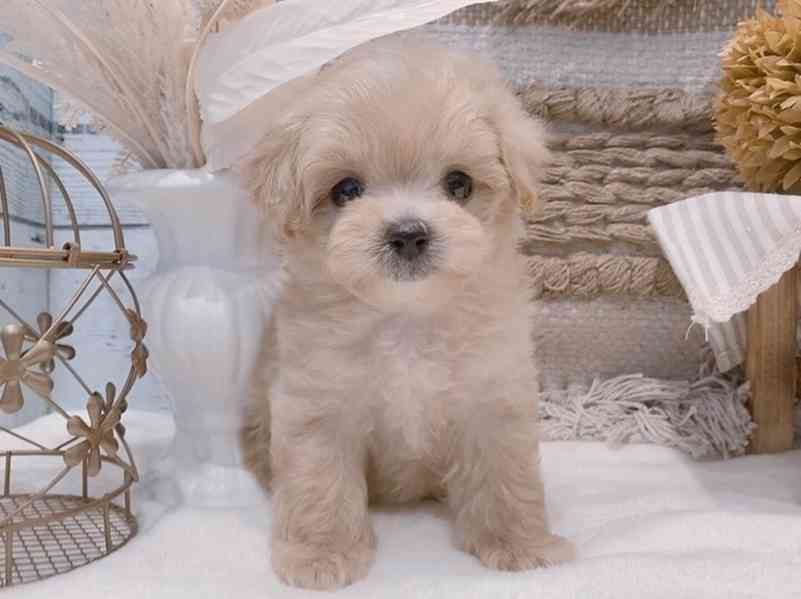 Štěně pudla fena k adopci - foto 1