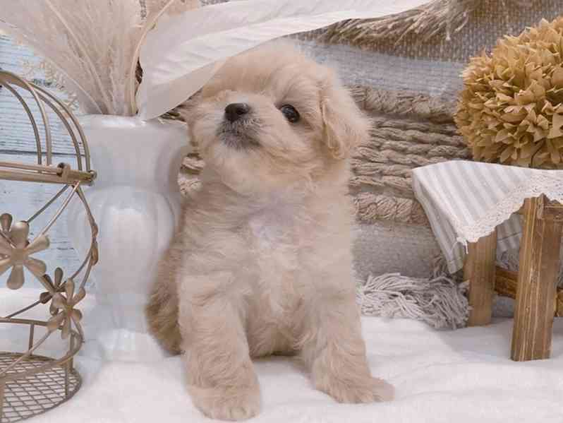 Štěně pudla fena k adopci - foto 2