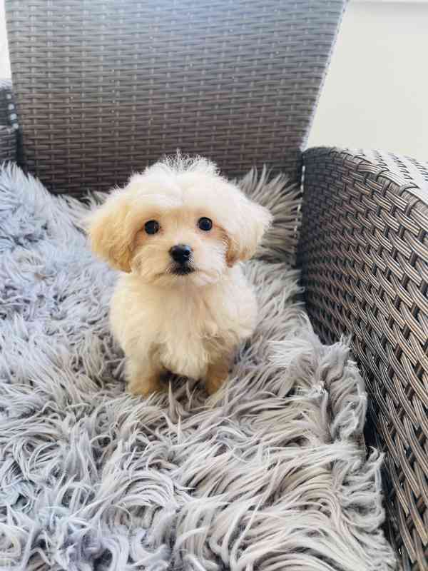 Maltipoo - foto 2