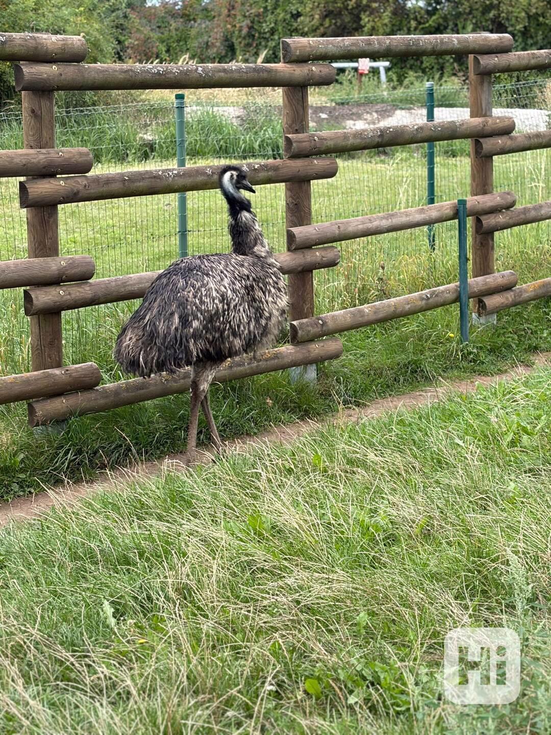 Emu hnědý – samice, 4 roky – nabídka deponace - foto 1