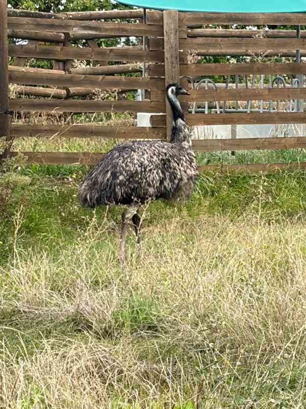 Emu hnědý – samice, 4 roky – nabídka deponace - foto 2