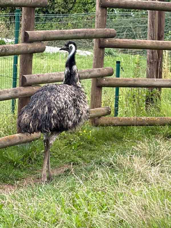 Emu hnědý – samice, 4 roky – nabídka deponace - foto 3
