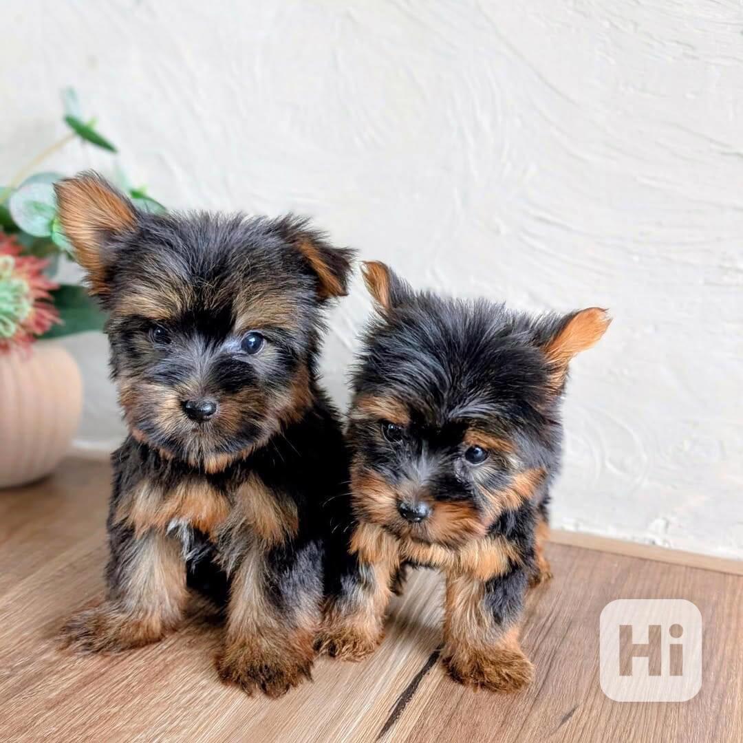Štěňata yorkshirského teriéra k adopci a k ​​přemístění - foto 1
