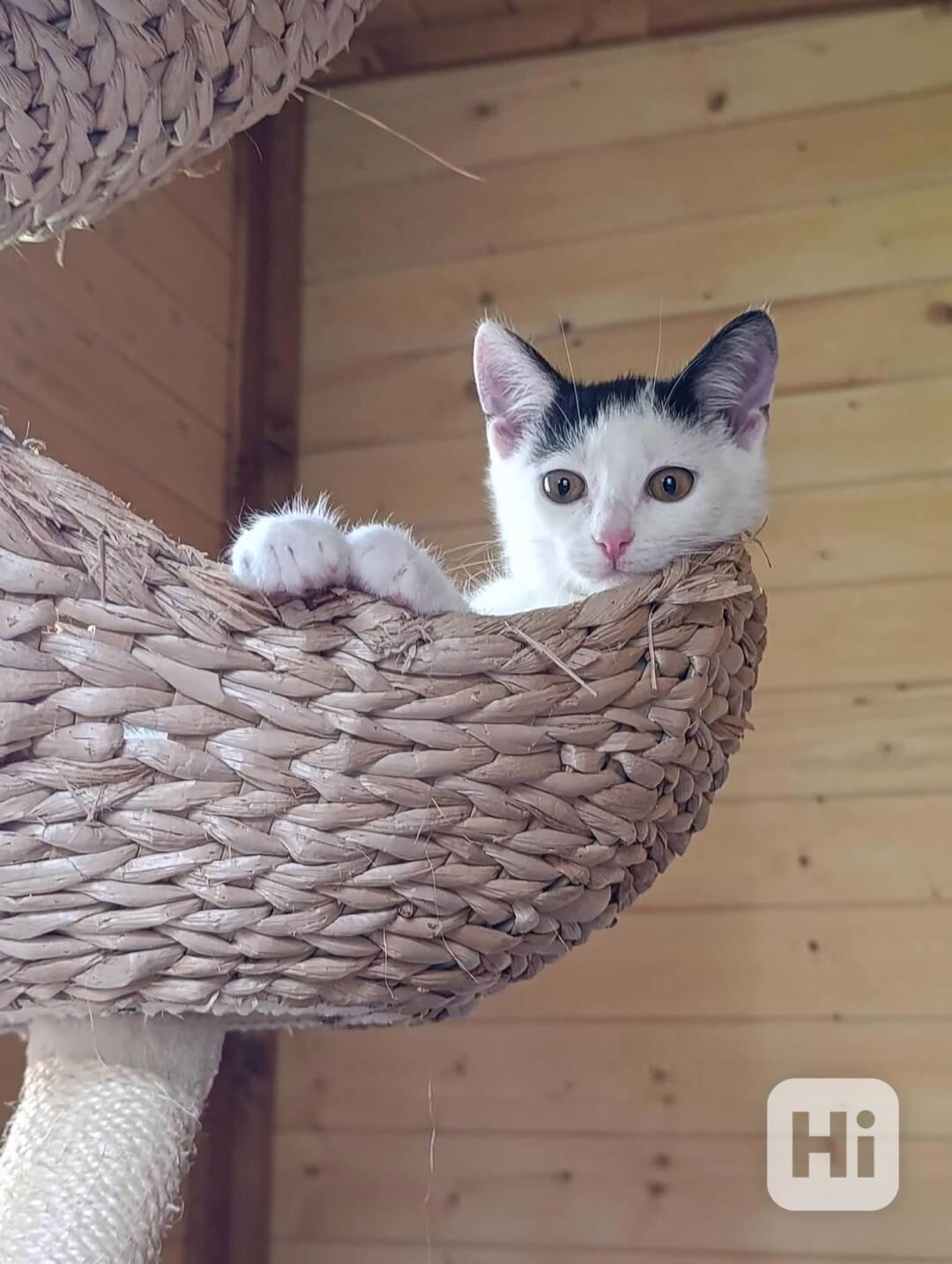 LUMI - kotě, kočička 5 měsíců  - foto 1