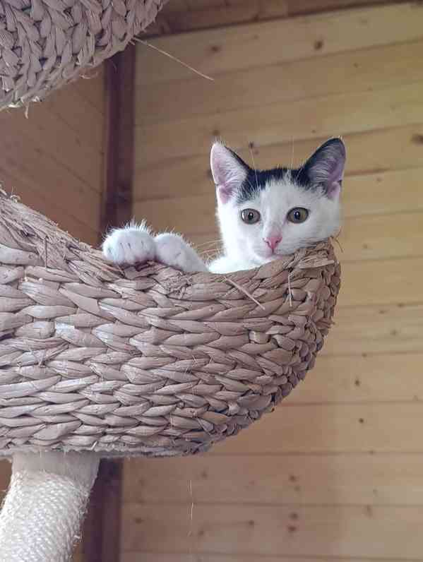 LUMI - kotě, kočička 5 měsíců  - foto 1