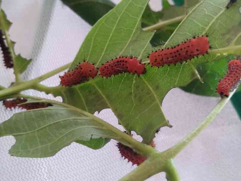 Actias Selene  - foto 2