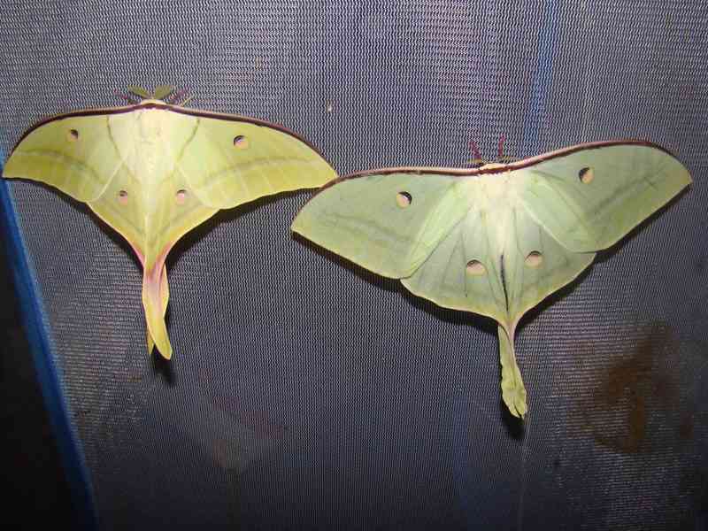 Actias Selene  - foto 3