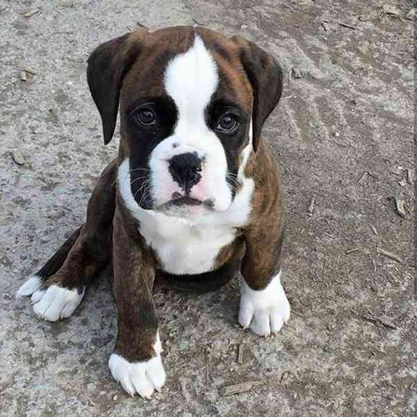 Štěňata boxera k adopci zdarma nyní s pp  - foto 2