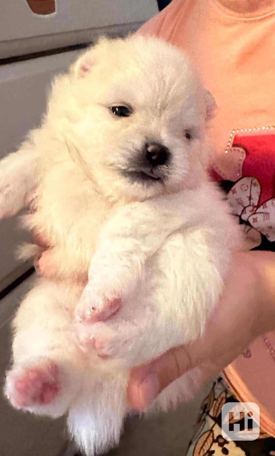 štěňata pomeranského ovčáka - foto 1