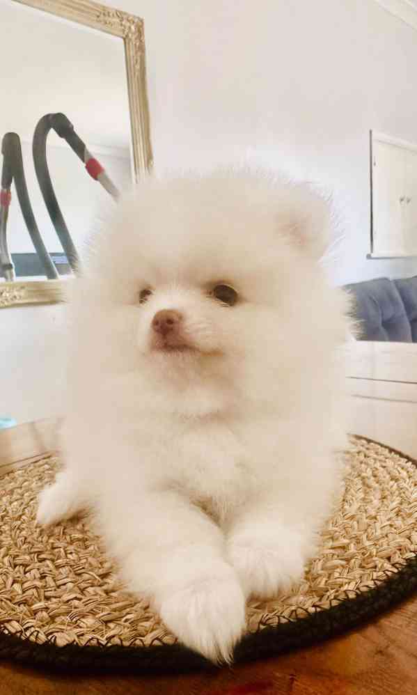 štěňata pomeranského ovčáka - foto 6