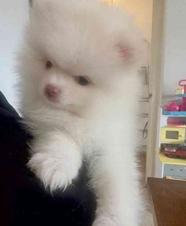štěňata pomeranského ovčáka - foto 2