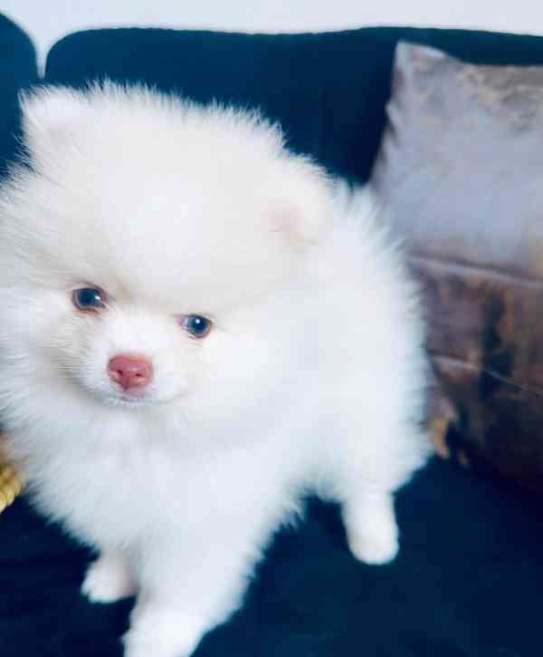 štěňata pomeranského ovčáka - foto 5