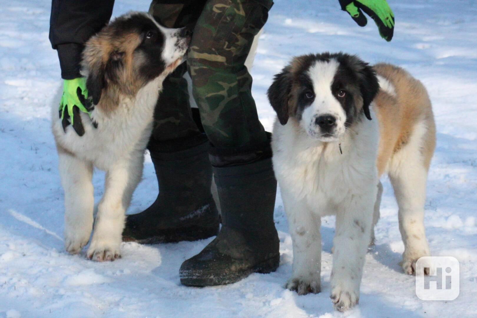 Moskevský strážní pes - foto 1