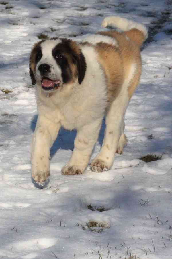 Moskevský strážní pes - foto 6