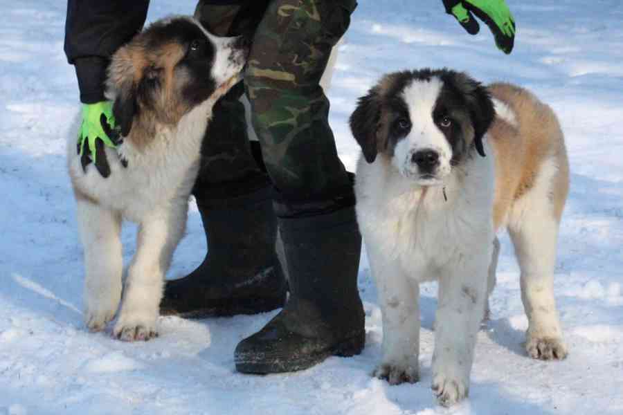 Moskevský strážní pes