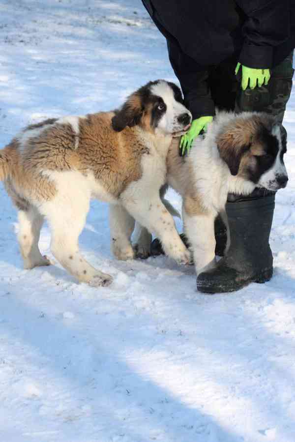 Moskevský strážní pes - foto 9