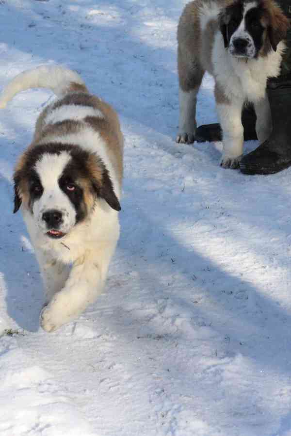 Moskevský strážní pes - foto 10