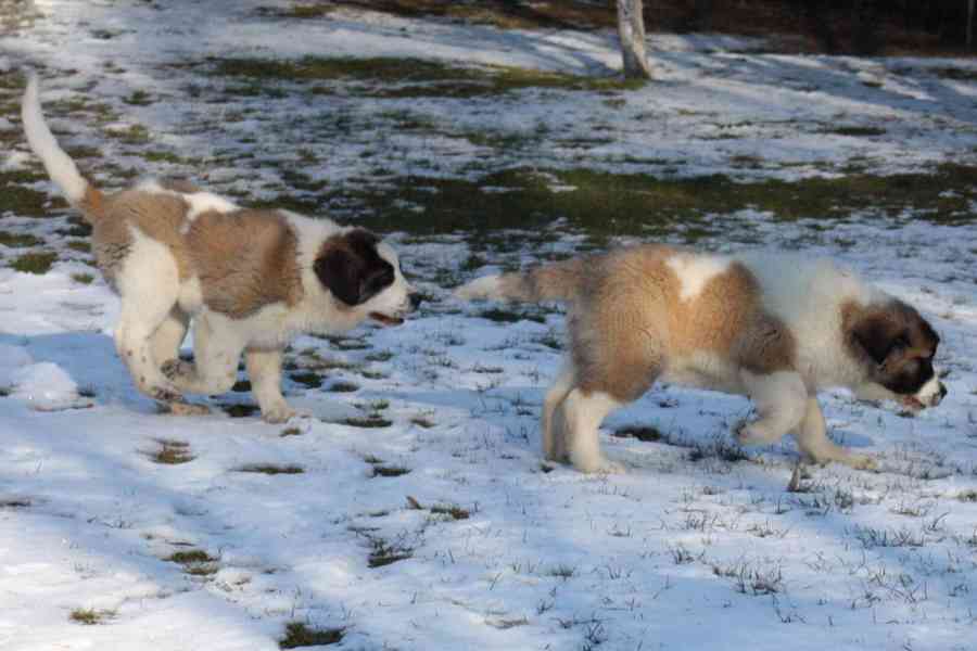 Moskevský strážní pes - foto 8