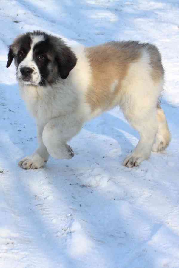 Moskevský strážní pes - foto 4