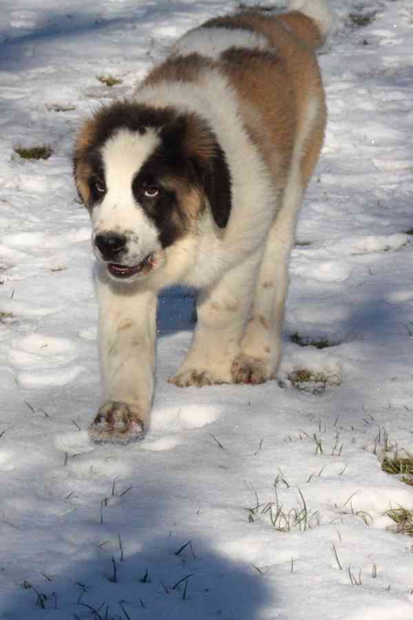 Moskevský strážní pes - foto 7